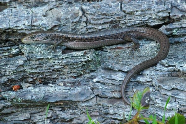 Shasta Alligator Lizard (Elgaria coerulea shastensis)