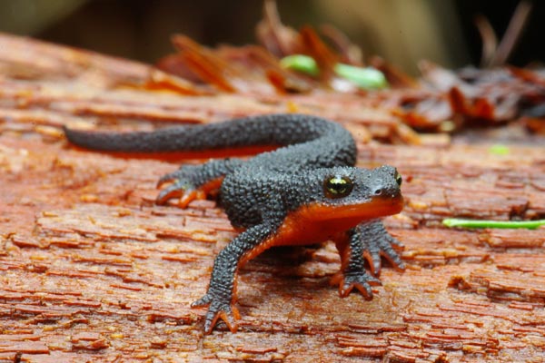 Rough-skinned Newt (Taricha granulosa)