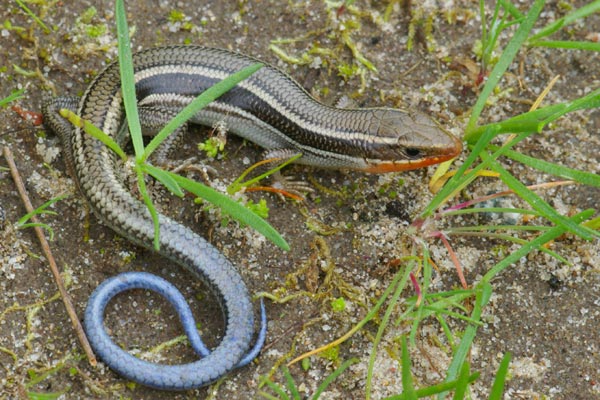 Skilton’s Skink (Plestiodon skiltonianus skiltonianus)