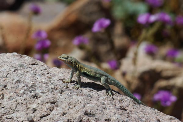 Western Side-blotched Lizard (Uta stansburiana elegans)