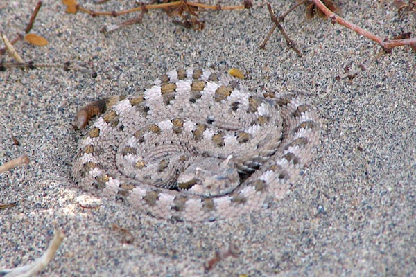 Mohave Desert Sidewinder (Crotalus cerastes cerastes)