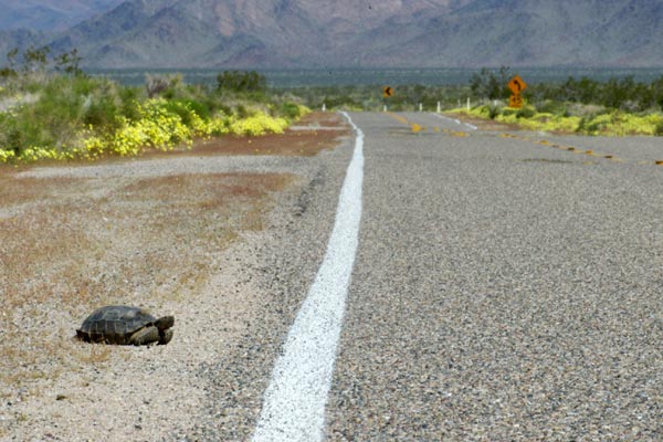 Mohave Desert Tortoise (Gopherus agassizii)