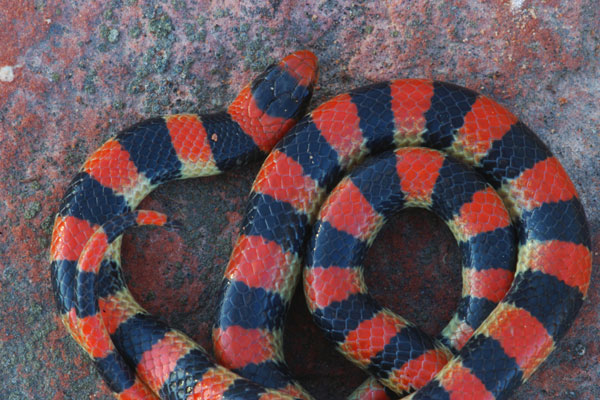 Variable Groundsnake (Sonora semiannulata semiannulata)