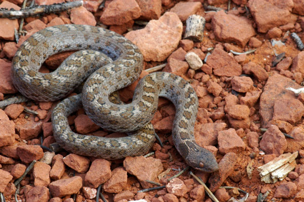 Sonoran Nightsnake (Hypsiglena chlorophaea chlorophaea)