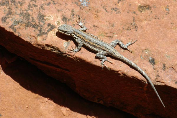 Schott’s Tree Lizard (Urosaurus ornatus schottii)