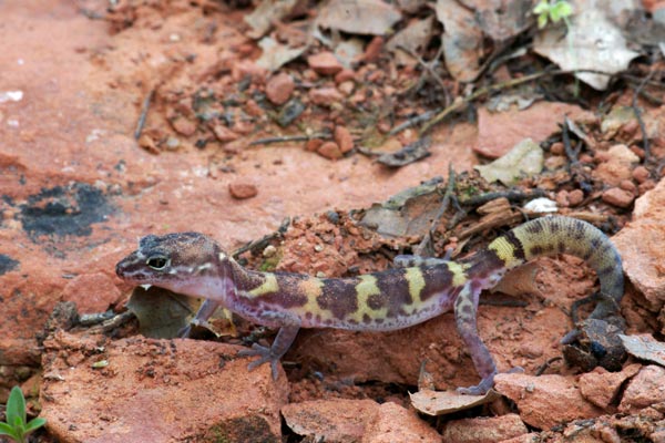 Desert Banded Gecko (Coleonyx variegatus variegatus)