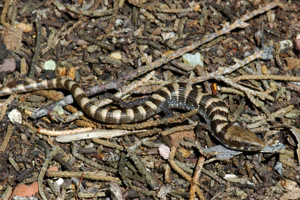 Arizona Alligator Lizard (Elgaria kingii nobilis)