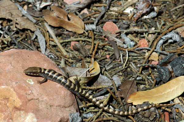 Arizona Alligator Lizard (Elgaria kingii nobilis)