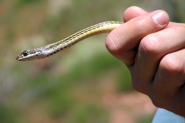 Desert Striped Whipsnake (Masticophis taeniatus taeniatus)