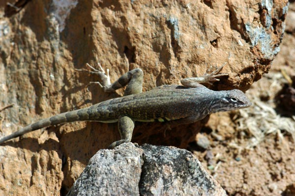 Eastern Zebra-tailed Lizard (Callisaurus draconoides ventralis)