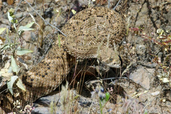 Western Diamond-backed Rattlesnake (Crotalus atrox)