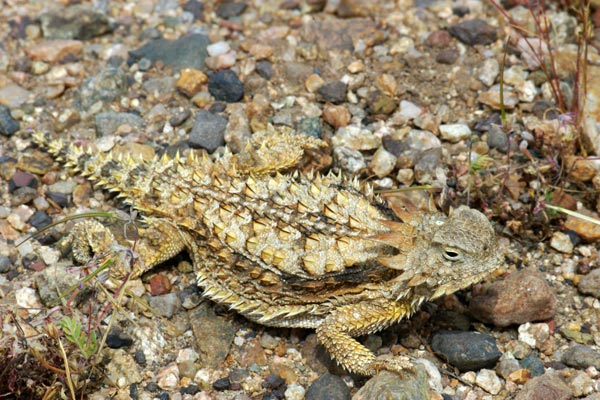 Regal Horned Lizard (Phrynosoma solare)