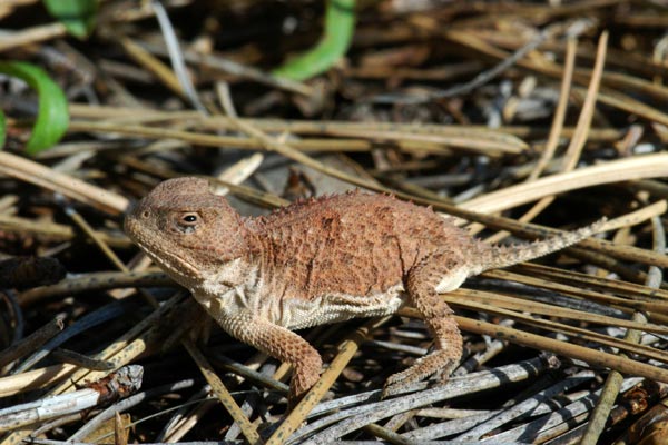 Hernandez’s Short-horned Lizard (Phrynosoma hernandesi hernandesi)