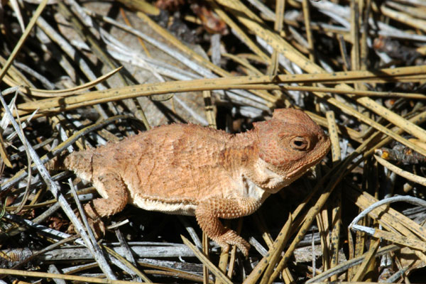 Hernandez’s Short-horned Lizard (Phrynosoma hernandesi hernandesi)