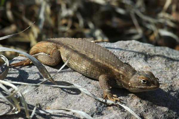 Plateau Lizard (Sceloporus tristichus)