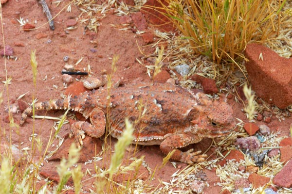 Desert Horned Lizard (Phrynosoma platyrhinos)