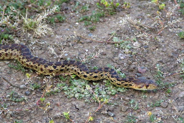 Pacific Gopher Snake (Pituophis catenifer catenifer)