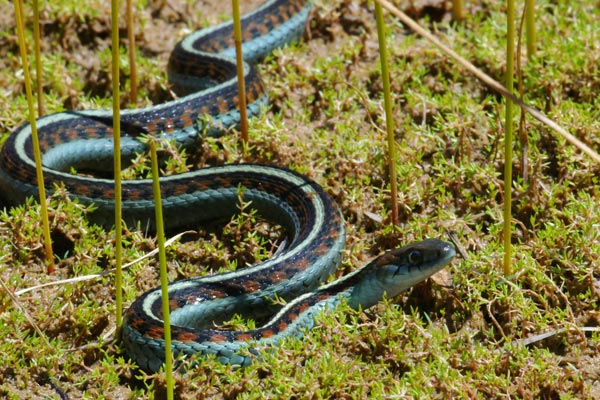 California Red-sided Gartersnake (Thamnophis sirtalis infernalis)