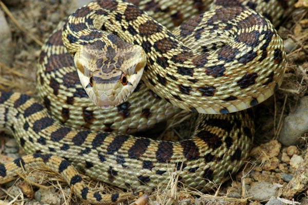 Pacific Gopher Snake (Pituophis catenifer catenifer)