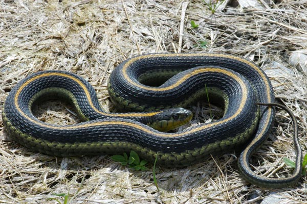 Santa Cruz Gartersnake (Thamnophis atratus atratus)