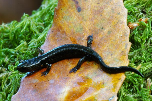 Santa Cruz Black Salamander (Aneides niger)