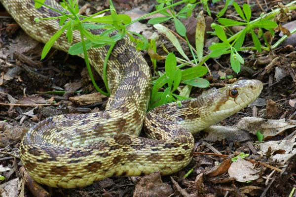 Pacific Gopher Snake (Pituophis catenifer catenifer)