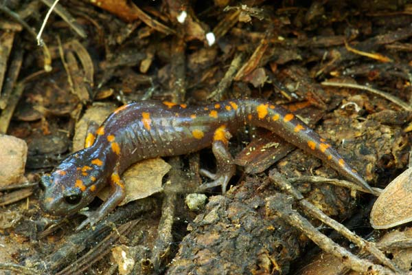 Sierra Nevada Ensatina (Ensatina eschscholtzii platensis)