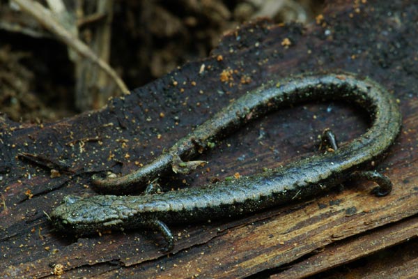 Greenhorn Mountains Slender Salamander (Batrachoseps altasierrae)