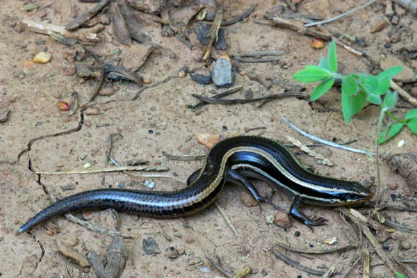 Skilton’s Skink (Plestiodon skiltonianus skiltonianus)