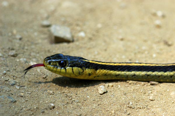 Diablo Range Gartersnake (Thamnophis atratus zaxanthus)