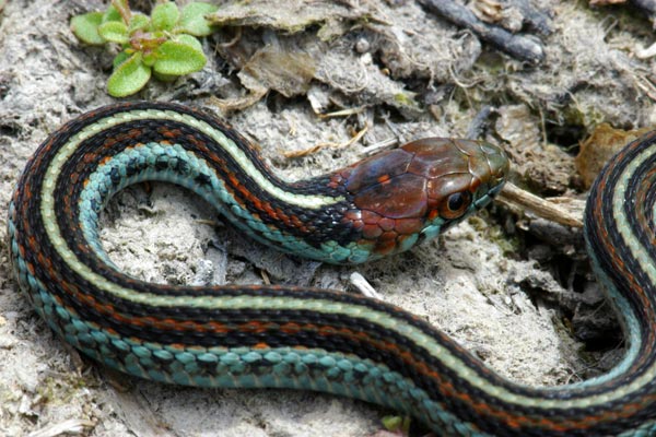 San Francisco Gartersnake (Thamnophis sirtalis tetrataenia)