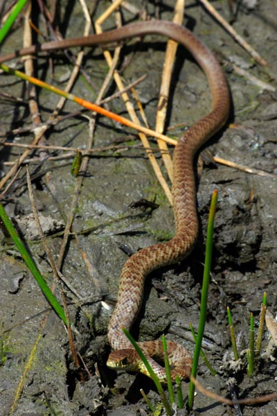 Western Yellow-bellied Racer (Coluber constrictor mormon)