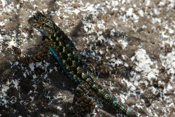 San Joaquin Fence Lizard (Sceloporus occidentalis biseriatus)