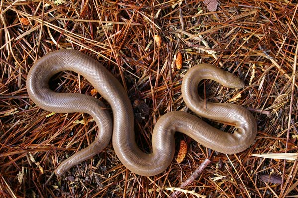 Northern Rubber Boa (Charina bottae)