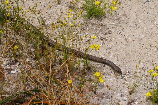 Rottnest Island Dugite (Pseudonaja affinis exilis)