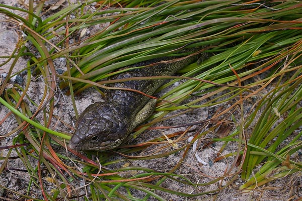 Rottnest Island Shingleback (Tiliqua rugosa konowi)