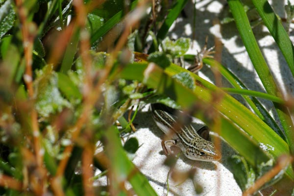 West Coast Ctenotus (Ctenotus fallens)