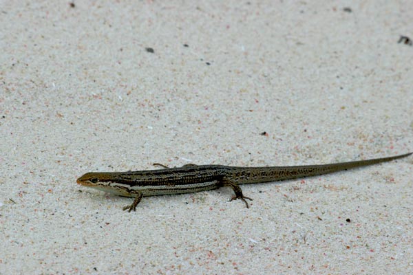 Pale-flecked Snake-eyed Skink (Morethia lineoocellata)