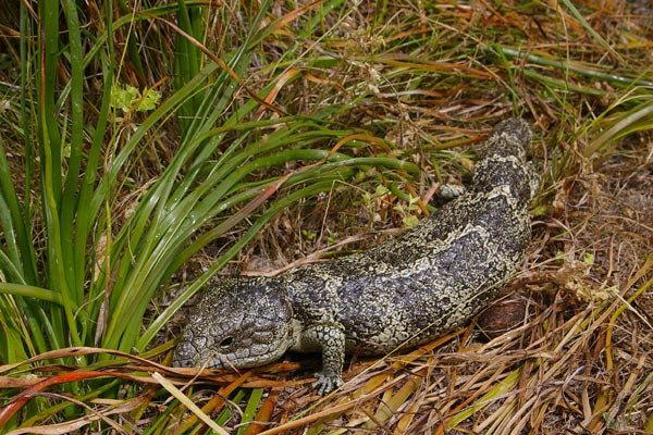 Rottnest Island Shingleback (Tiliqua rugosa konowi)