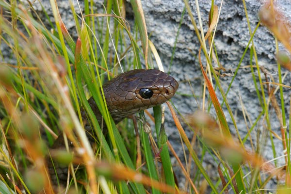 Rottnest Island Dugite (Pseudonaja affinis exilis)