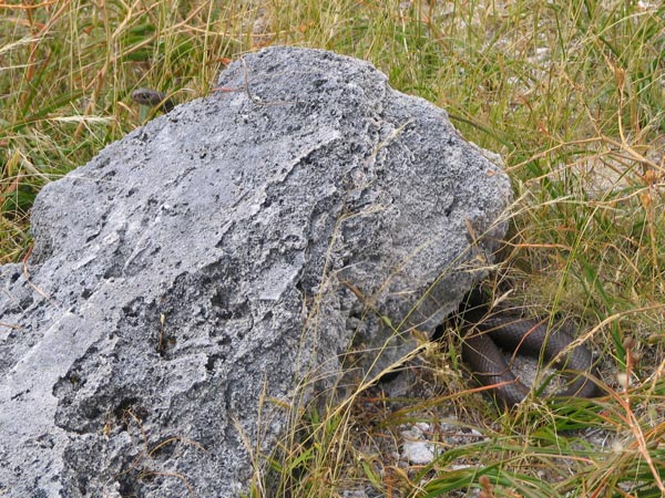 Rottnest Island Dugite (Pseudonaja affinis exilis)