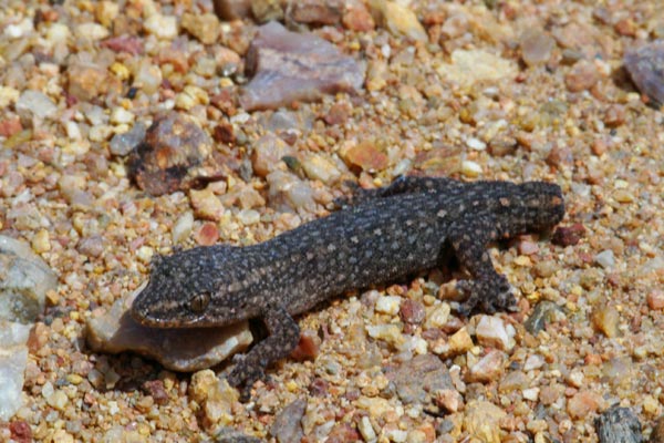 Southwestern Clawless Gecko (Crenadactylus ocellatus)