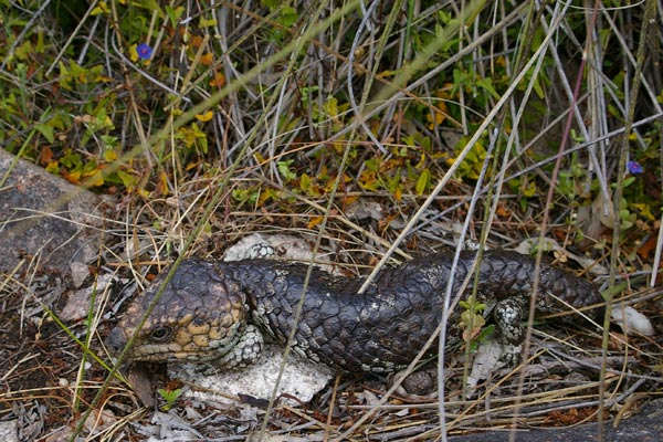 Common Shingleback (Tiliqua rugosa rugosa)