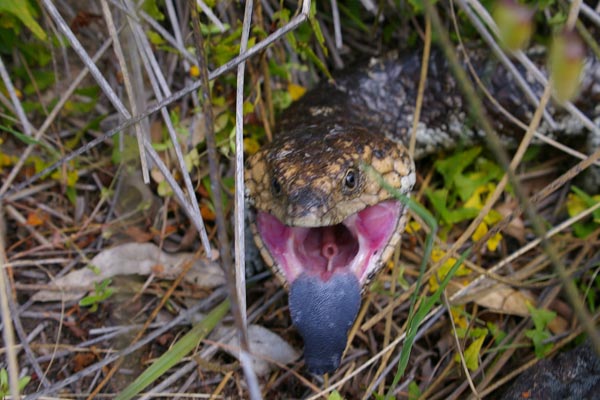 Common Shingleback (Tiliqua rugosa rugosa)