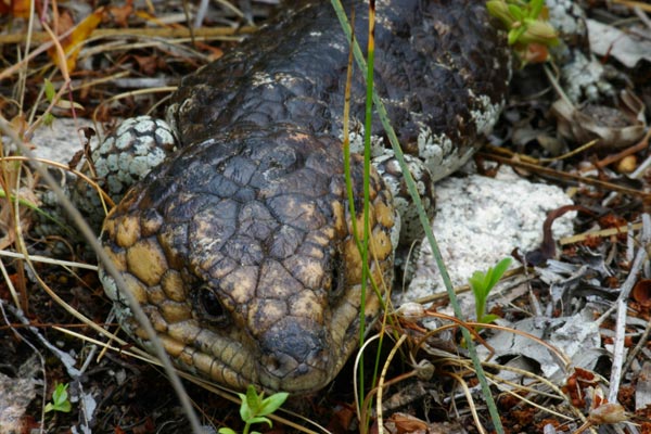 Common Shingleback (Tiliqua rugosa rugosa)