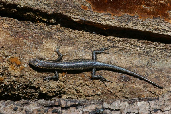 Buchanan’s Snake-eyed Skink (Cryptoblepharus buchananii)