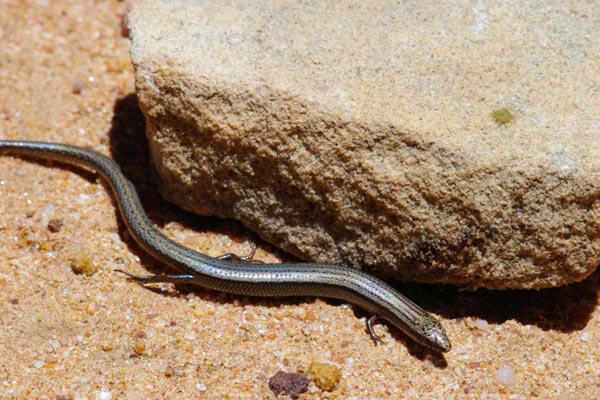 Micro Three-toed Slider (Lerista micra)