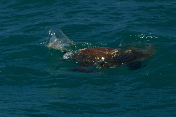 Loggerhead Sea Turtle (Caretta caretta)