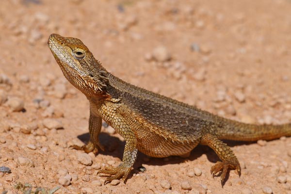 Dwarf Bearded Dragon (Pogona minor minor)