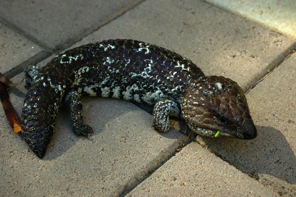 Shark Bay Shingleback (Tiliqua rugosa palarra)